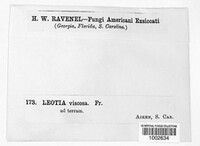 Leotia lubrica image